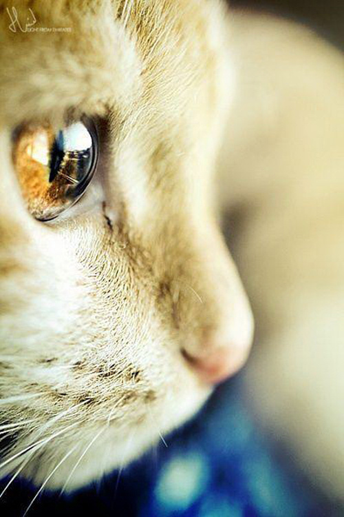 萌宠喵星人图片_猫咪眼睛图片只想一直沦陷在你