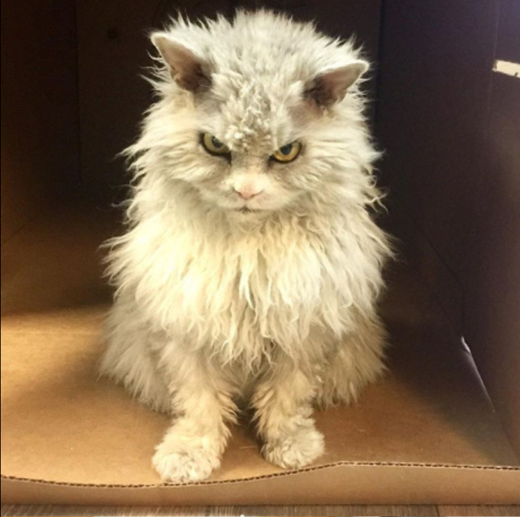 萌宠猫咪图片_炸毛猫丑帅丑帅的