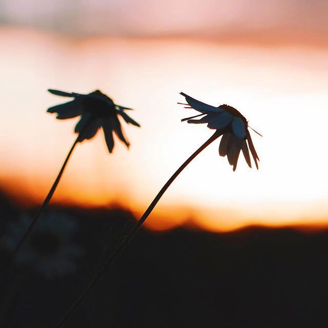 唯美夕阳西下图片:成长就是这样的,不断的告别不