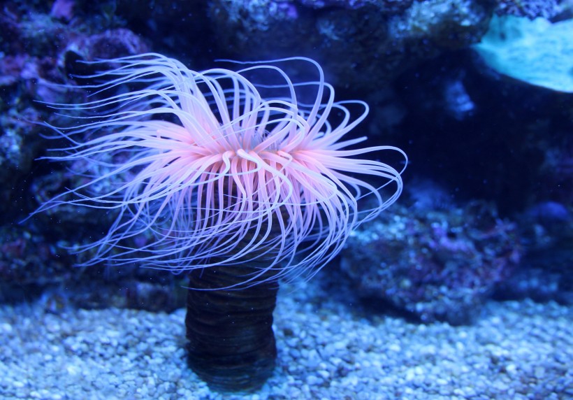 海底生物可爱的珊瑚图片
