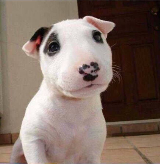 小时候的牛头梗犬以及长大后的牛头梗图片