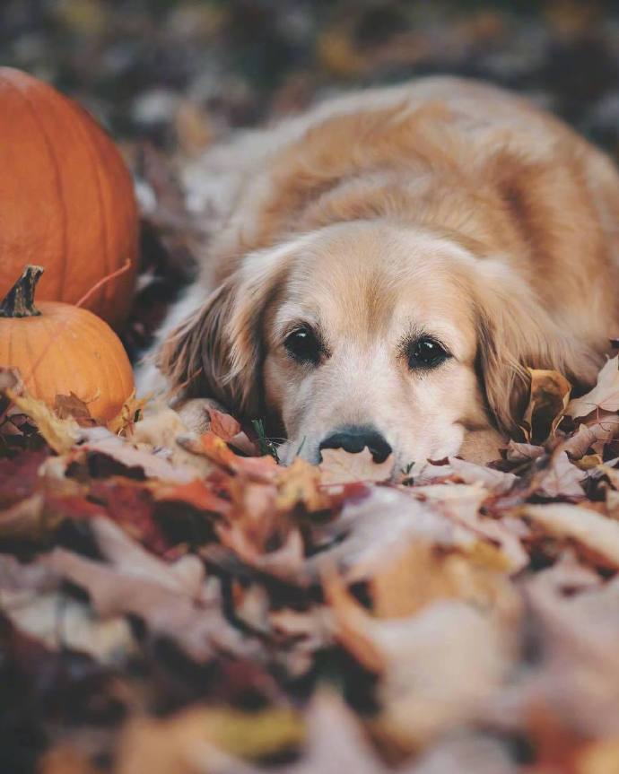 萌宠狗狗图片 金毛秋日写真图片