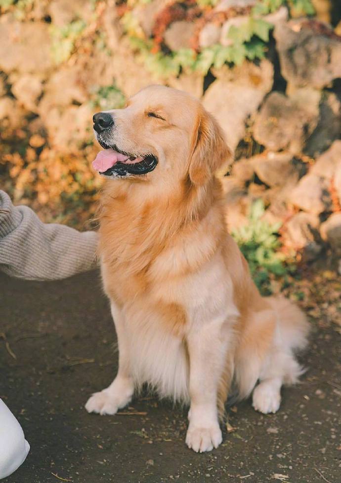 暖心萌宠大金毛图片