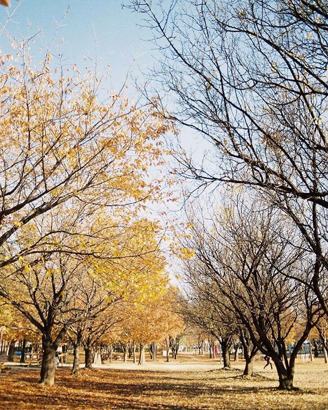 唯美树叶与天空图片