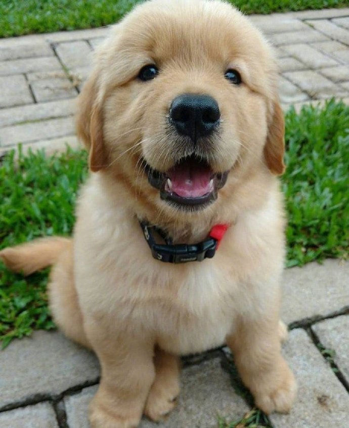 二货萌宠小金毛可爱图片