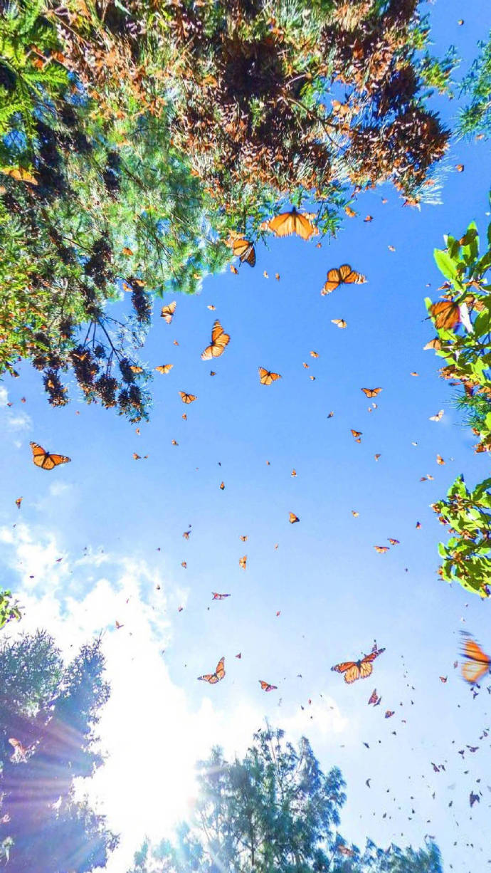 墨西哥的蝴蝶谷唯美图片