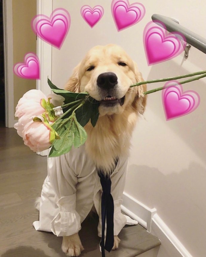 萌宠狗狗图片 温柔的大金毛图片