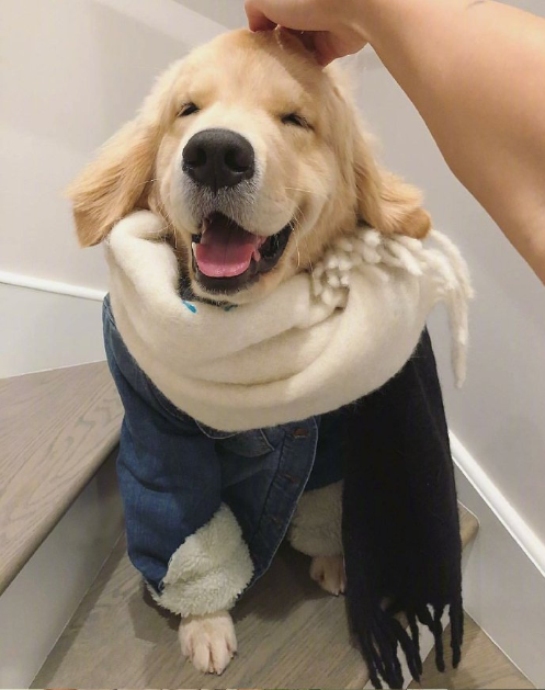 萌宠懒懒的金毛图片