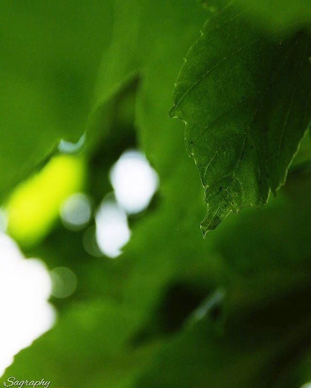 绿色植物图片 对错是别人的事,问心无愧就好