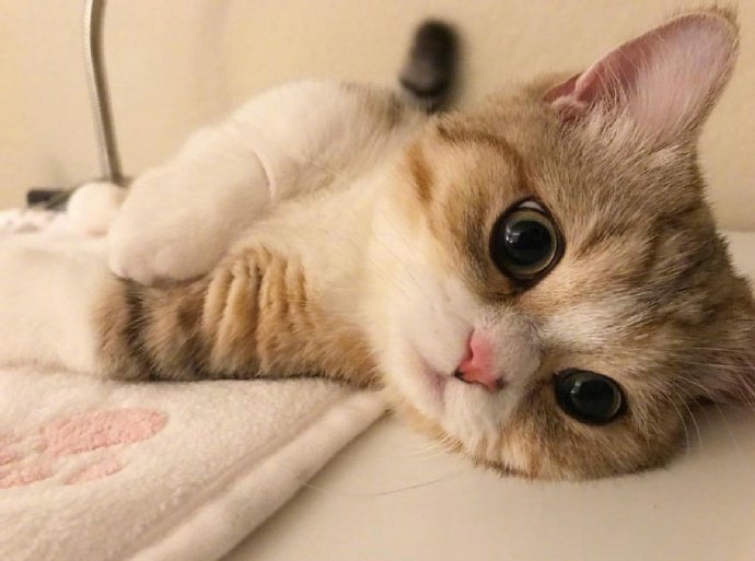 萌宠小奶猫图片 小短腿曼赤肯猫咪图片