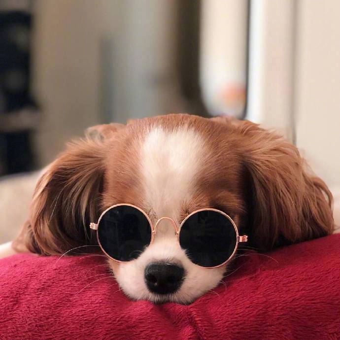 萌宠狗狗查理士小猎犬Nessa卖萌日常图片