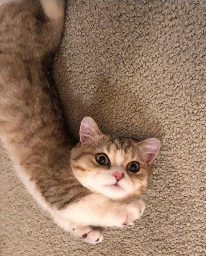 萌宠曼赤肯猫又名小短腿猫咪图片