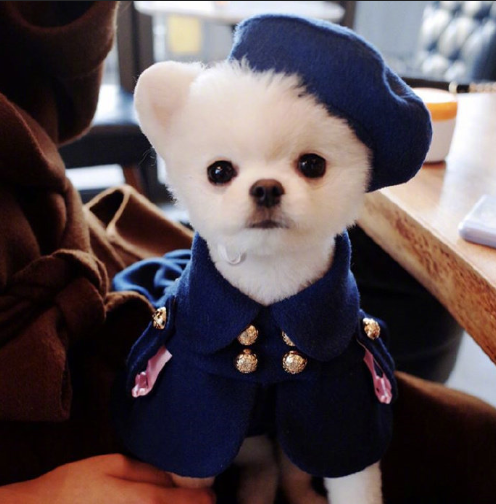 萌萌哒的萌宠博美犬图片