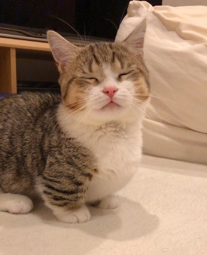 萌宠猫咪图片 可爱的短腿猫图片