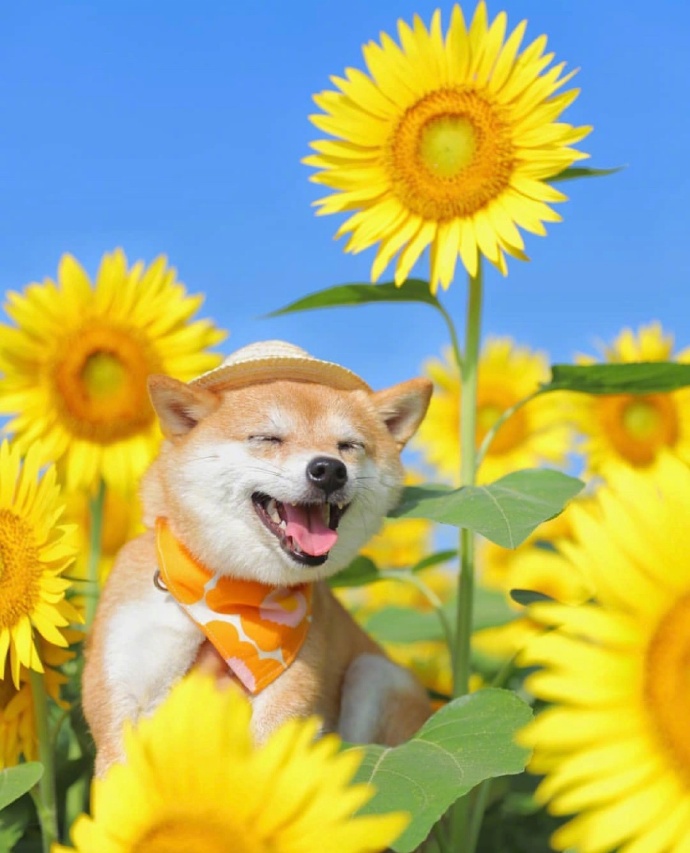 今日份治愈系图片 萌宠狗狗向日葵田唯美写真图片