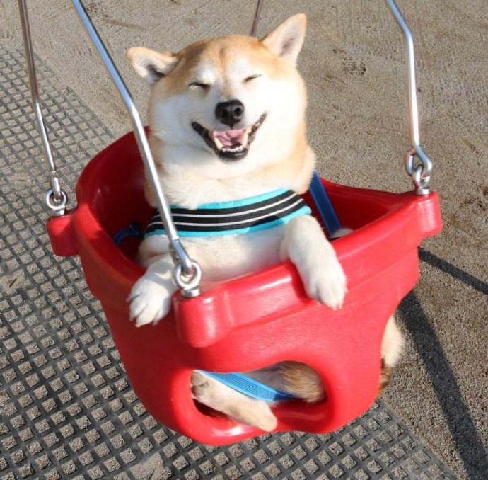 励志图片 萌宠柴犬图片 一定要微笑 不管多失望