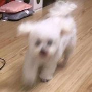 qq名字女生昵称